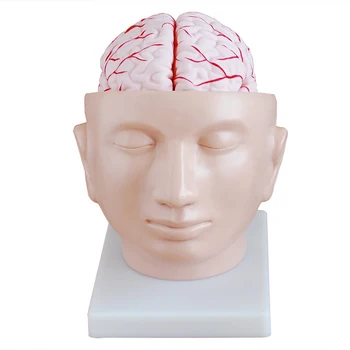 1:1 Žmogaus Gyvenimo Dydis Intrakranijinių galvos Smegenų Struktūrą Smegenų Anatomijos Mokymo Medicinos Mokymo priemonių Galvos Modelį su Smegenų Arterijų