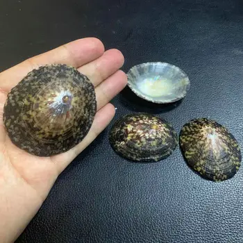 2vnt myli Šukutės Shell Gamtos Seashell nuo Jūros Paplūdimio Didelį Shell 