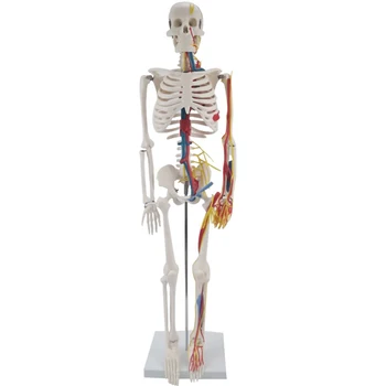 85CM Žmogaus Skeleto Modelis su kraujagyslių,Išgirsti,Smegenų ir Nervų, Sveikatos Mokymo Priemonė Mokymo Įranga ir Skeleto Sistemą