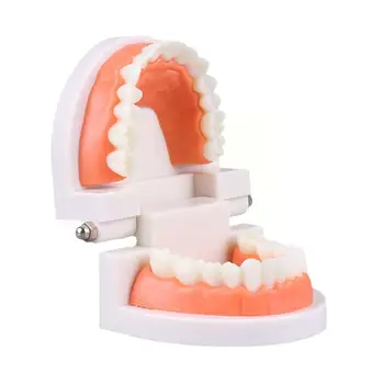 Standartinis Dantų Mokymo Modelį Dantų Mokymo Modelį Tyrimo Odontologas Pagal Dantų Struktūrą Įrankis Švietimo Demonstra S0S5
